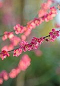 MORTON HALL GARDENS, WORCESTERSHIRE: PINK FLOWERS, BLOOMS OF PRUNUS MUME BENI-CHIDORI, JAPANESE APRICOT, CHERRY, TREES