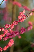MORTON HALL GARDENS, WORCESTERSHIRE: PINK FLOWERS, BLOOMS OF PRUNUS MUME BENI-CHIDORI, JAPANESE APRICOT, CHERRY, TREES
