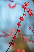 MORTON HALL GARDENS, WORCESTERSHIRE: PINK FLOWERS, BLOOMS OF PRUNUS MUME BENI-CHIDORI, JAPANESE APRICOT, CHERRY, TREES