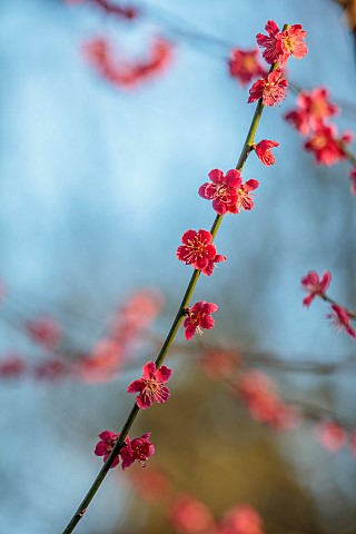 MORTON_HALL_GARDENS_WORCESTERSHIRE_PINK_FLOWERS_BLOOMS_OF_PRUNUS_MUME_BENICHIDORI_JAPANESE_APRICOT_C