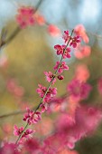 MORTON HALL GARDENS, WORCESTERSHIRE: PINK FLOWERS, BLOOMS OF PRUNUS MUME BENI-CHIDORI, JAPANESE APRICOT, CHERRY, TREES