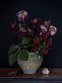DUTCH MASTER STILL LIFE: CONTAINER, HELLEBORES, SKIMMIA JAPONICA RUBELLA, HELLEBORUS HGC ICE N ROSES MERLOT, HELLEBORUS RODNEY DAVEY MARBLED GROUP PENNYS PINK
