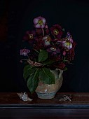 DUTCH MASTER STILL LIFE: CONTAINER, HELLEBORES, SKIMMIA JAPONICA RUBELLA, HELLEBORUS HGC ICE N ROSES MERLOT, HELLEBORUS RODNEY DAVEY MARBLED GROUP PENNYS PINK