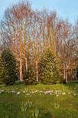 MORTON HALL GARDENS, WORCESTERSHIRE: SUNRISE, MARCH, THE MEADOW, PARK, CROCUS, BIRCH TREES, BETULA