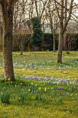 MORTON HALL GARDENS, WORCESTERSHIRE: SUNRISE, MARCH, THE MEADOW, PARK, CROCUS, GRASS, NATURALIZED, DRIFTS, NARCISSUS, DAFFODILS, BULBS