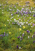MORTON HALL GARDENS, WORCESTERSHIRE: SUNRISE, MARCH, THE MEADOW, PARK, CROCUS, GRASS, NATURALIZED, DRIFTS, NARCISSUS, DAFFODILS, BULBS