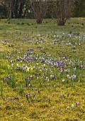 MORTON HALL GARDENS, WORCESTERSHIRE: SUNRISE, MARCH, THE MEADOW, PARK, CROCUS, GRASS, NATURALIZED, DRIFTS, NARCISSUS, DAFFODILS, BULBS