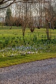 MORTON HALL GARDENS, WORCESTERSHIRE: SUNRISE, MARCH, THE MEADOW, PARK, CROCUS, GRASS, NATURALIZED, DRIFTS, NARCISSUS, DAFFODILS, BULBS, GRAVEL DRIVE