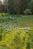 MORTON HALL GARDENS, WORCESTERSHIRE: SUNRISE, MARCH, THE MEADOW, PARK, CROCUS, GRASS, NATURALIZED, DRIFTS, NARCISSUS, DAFFODILS, BULBS