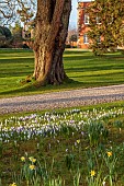 MORTON HALL GARDENS, WORCESTERSHIRE: SUNRISE, MARCH, THE MEADOW, PARK, CROCUS, GRASS, NATURALIZED, DRIFTS, NARCISSUS, DAFFODILS, BULBS, GRAVEL DRIVE