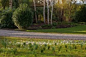MORTON HALL GARDENS, WORCESTERSHIRE: SUNRISE, MARCH, THE MEADOW, PARK, CROCUS, GRASS, NATURALIZED, DRIFTS, NARCISSUS, DAFFODILS, BULBS, GRAVEL DRIVE
