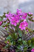 GLENN SHAPIRO NATIONAL COLLECTION OF HEPATICA: HEPATICA X SCHLYTERI ASHWOOD PINK