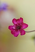 GLENN SHAPIRO NATIONAL COLLECTION OF HEPATICA: HEPATICA JAPONICA SIMON RASSAM, PERENNIALS