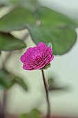GLENN SHAPIRO NATIONAL COLLECTION OF HEPATICA: HEPATICA JAPONICA NAMBU, PERENNIALS
