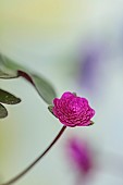 GLENN SHAPIRO NATIONAL COLLECTION OF HEPATICA: HEPATICA JAPONICA NAMBU, PERENNIALS
