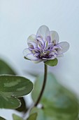 GLENN SHAPIRO NATIONAL COLLECTION OF HEPATICA: HEPATICA JAPONICA HANAMUGEN, PERENNIALS