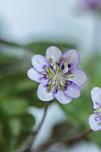 GLENN SHAPIRO NATIONAL COLLECTION OF HEPATICA: HEPATICA JAPONICA HANAMUGEN, PERENNIALS