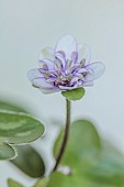 GLENN SHAPIRO NATIONAL COLLECTION OF HEPATICA: HEPATICA JAPONICA HANAMUGEN, PERENNIALS