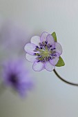 GLENN SHAPIRO NATIONAL COLLECTION OF HEPATICA: HEPATICA JAPONICA HANAMUGEN, PERENNIALS