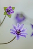 GLENN SHAPIRO NATIONAL COLLECTION OF HEPATICA: HEPATICA JAPONICA TAKIZAWA, PERENNIALS