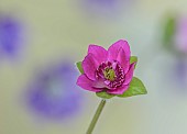 GLENN SHAPIRO NATIONAL COLLECTION OF HEPATICA: HEPATICA JAPONICA HONOO, PERENNIALS