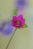 GLENN SHAPIRO NATIONAL COLLECTION OF HEPATICA: HEPATICA JAPONICA HONOO, PERENNIALS