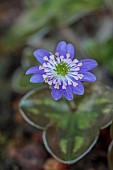 GLENN SHAPIRO NATIONAL COLLECTION OF HEPATICA: HEPATICA NOBILIS VAR. JAPONICA TORI NO SAEZURI, PERENNIALS