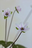GLENN SHAPIRO NATIONAL COLLECTION OF HEPATICA: HEPATICA JAPONICA BENIKANZAN, PERENNIALS