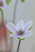 GLENN SHAPIRO NATIONAL COLLECTION OF HEPATICA: HEPATICA JAPONICA BENIKANZAN, PERENNIALS