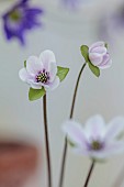 GLENN SHAPIRO NATIONAL COLLECTION OF HEPATICA: HEPATICA JAPONICA BENIKANZAN, PERENNIALS