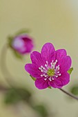 GLENN SHAPIRO NATIONAL COLLECTION OF HEPATICA: HEPATICA JAPONICA FORMA MAGNA BRIGHT CRIMSON, PERENNIALS