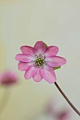 GLENN SHAPIRO NATIONAL COLLECTION OF HEPATICA: HEPATICA JAPONICA FORMA MAGNA WARM PINK FLOWER, PERENNIALS