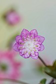 GLENN SHAPIRO NATIONAL COLLECTION OF HEPATICA: HEPATICA JAPONICA TOUEN, PERENNIALS