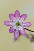 GLENN SHAPIRO NATIONAL COLLECTION OF HEPATICA: HEPATICA JAPONICA NANTO, PERENNIALS