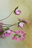 GLENN SHAPIRO NATIONAL COLLECTION OF HEPATICA: HEPATICA JAPONICA F. MAGNA, PERENNIALS