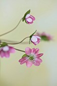 GLENN SHAPIRO NATIONAL COLLECTION OF HEPATICA: HEPATICA JAPONICA F. MAGNA, PERENNIALS