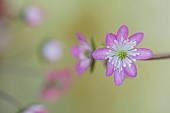 GLENN SHAPIRO NATIONAL COLLECTION OF HEPATICA: HEPATICA JAPONICA NANTO, PERENNIALS