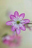 GLENN SHAPIRO NATIONAL COLLECTION OF HEPATICA: HEPATICA JAPONICA NANTO, PERENNIALS