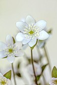 GLENN SHAPIRO NATIONAL COLLECTION OF HEPATICA: WHITE FLOWERS OF HEPATICA ACUTILOBA , PERENNIALS