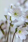 GLENN SHAPIRO NATIONAL COLLECTION OF HEPATICA: WHITE FLOWERS OF HEPATICA ACUTILOBA , PERENNIALS