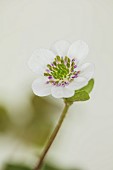 GLENN SHAPIRO NATIONAL COLLECTION OF HEPATICA: HEPATICA JAPONICA HO-SEN, PERENNIALS