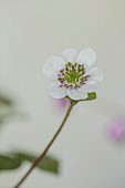GLENN SHAPIRO NATIONAL COLLECTION OF HEPATICA: HEPATICA JAPONICA HO-SEN, PERENNIALS
