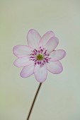 GLENN SHAPIRO NATIONAL COLLECTION OF HEPATICA: HEPATICA TRANSSILVANICA X SCHWANENSEE, PERENNIALS