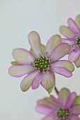 GLENN SHAPIRO NATIONAL COLLECTION OF HEPATICA: HEPATICA F MAGNA PINK PICOTEE, PERENNIALS
