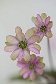 GLENN SHAPIRO NATIONAL COLLECTION OF HEPATICA: HEPATICA F MAGNA PINK PICOTEE, PERENNIALS