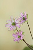 GLENN SHAPIRO NATIONAL COLLECTION OF HEPATICA: HEPATICA F MAGNA PINK PICOTEE, PERENNIALS