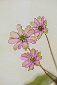 GLENN SHAPIRO NATIONAL COLLECTION OF HEPATICA: HEPATICA F MAGNA PINK PICOTEE, PERENNIALS