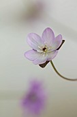 GLENN SHAPIRO NATIONAL COLLECTION OF HEPATICA: HEPATICA PUBESCENS HAZELWOOD LILAC, PERENNIALS