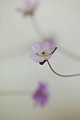 GLENN SHAPIRO NATIONAL COLLECTION OF HEPATICA: HEPATICA PUBESCENS HAZELWOOD LILAC, PERENNIALS