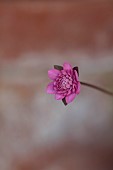 GLENN SHAPIRO NATIONAL COLLECTION OF HEPATICA: HEPATICA JAPONICA BENITAIKO, PERENNIALS